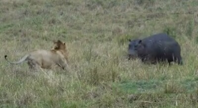 カバ」と「ライオン」が殺し合いした結果・・・勝ったのは・・・.jpg