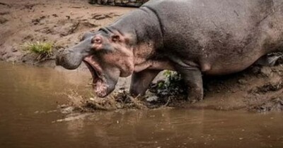 カバは「この巨大生物」に襲われると我が子を置いて逃げるらしい….jpg