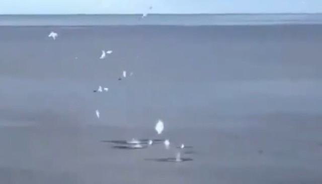 カモメが海へ突入する瞬間.jpg