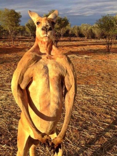 カンガルーの胸筋.jpg