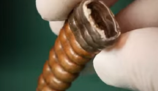 動画】 ガラガラヘビの尻尾からどう音が鳴るか構造を知っていましたか