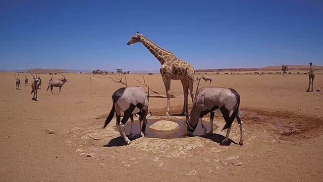 キリンやオリックスが水を飲みに来る水溜まりの定点カメラ.jpg