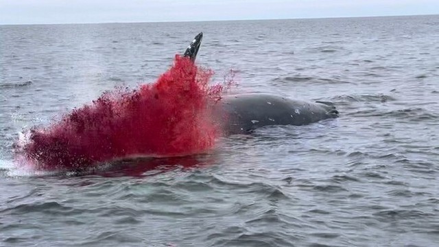 クジラが海で自然爆発.jpg