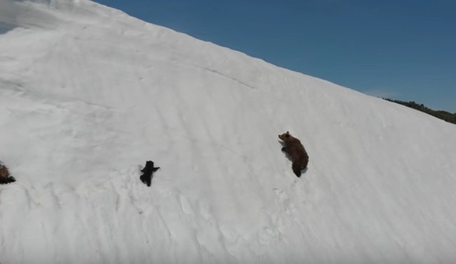 クマが雪面を滑る崖から落ちる.jpg