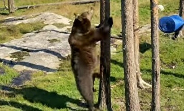クマの木登り動画.jpg