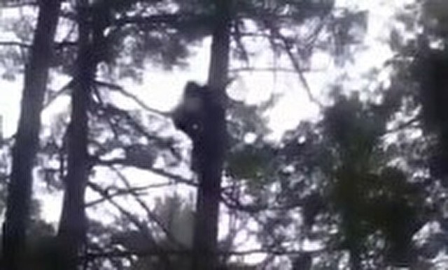 クマみたいに木に登るロシア人.jpg