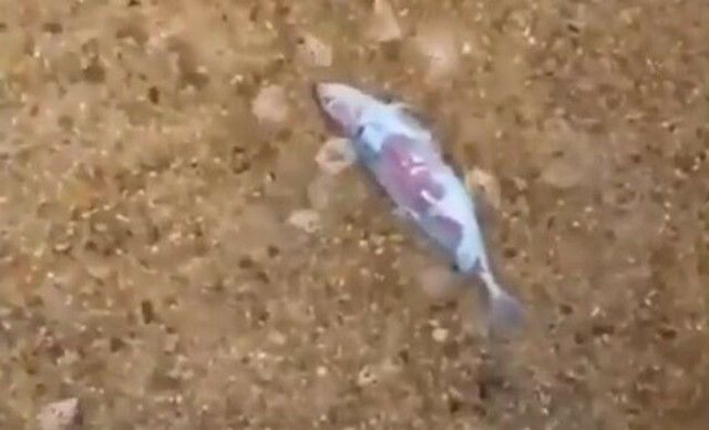 サカナの死体に何かが群がる.jpg