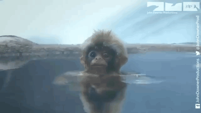 サルのスパイカメラでニホンザルの温泉入浴水中映像.gif