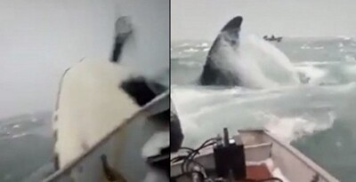 シャチがボートに乗った人間を殺しに来る動画が怖すぎると話題に.jpg