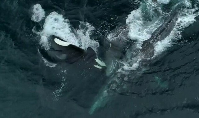 シャチに襲われるクジラ.jpg