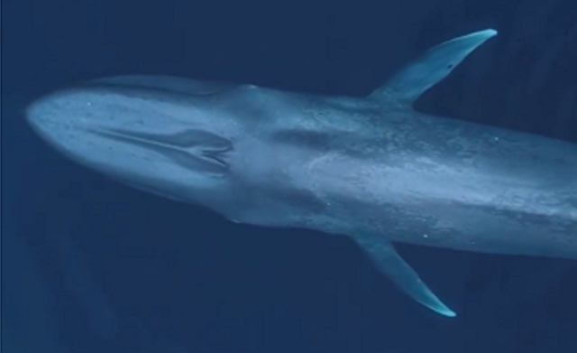 シロナガスクジラのデカさがヤバい.png