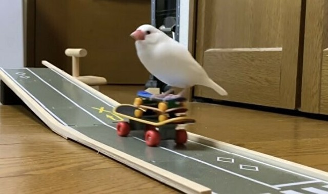 スケボーで遊ぶ文鳥.jpg
