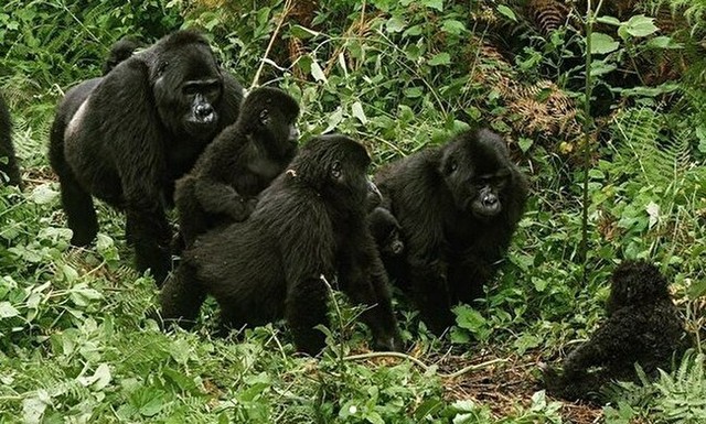 動画 野生のゴリラやカバにスパイカメラで迫ってみた驚きの映像 ひろぶろ