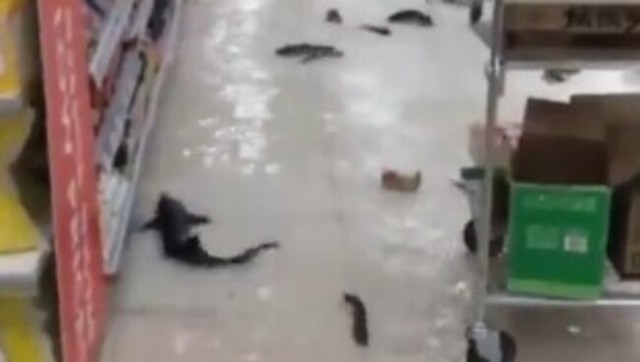 スーパーで魚が逃げる.jpg