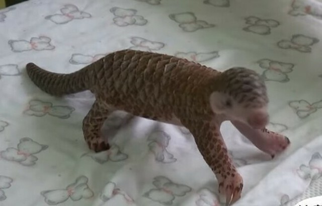 センザンコウの赤ちゃん.jpg