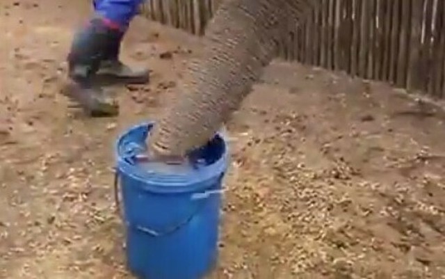 ゾウの鼻の吸引力.jpg