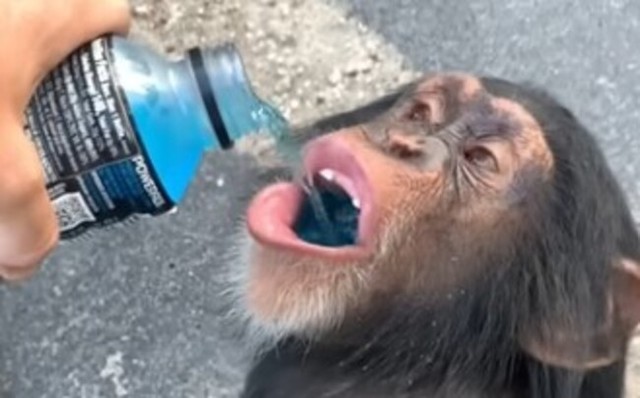 チンパンジーにエネルギー飲料を飲ませてみた.jpg