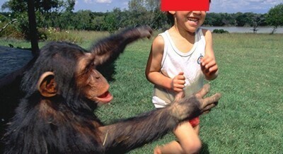 チンパンジーのヤバさが分かる動画.jpg