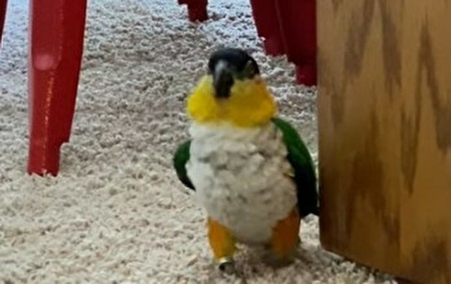 トリがすごんでやってくる.jpg