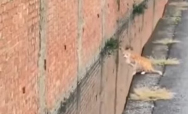 ネコがレンガの壁に向かってジャンプ.jpg