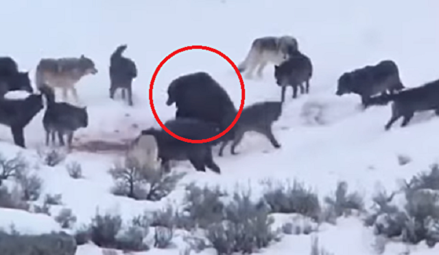 ハイイログマ」が「オオカミ」の群れに囲まれ絶体絶命のピンチ.png