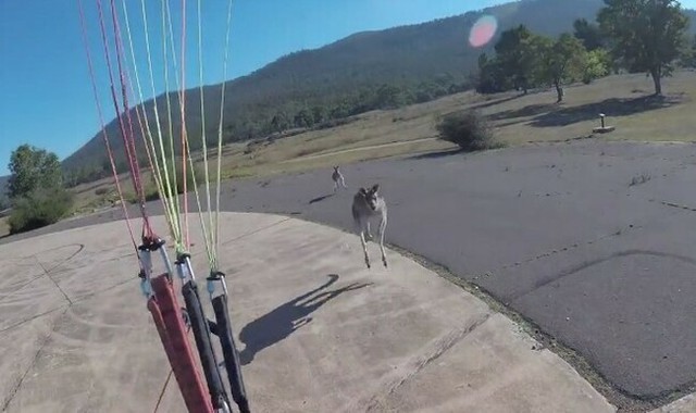 パラシュートの着陸を拒否するカンガルー.jpg