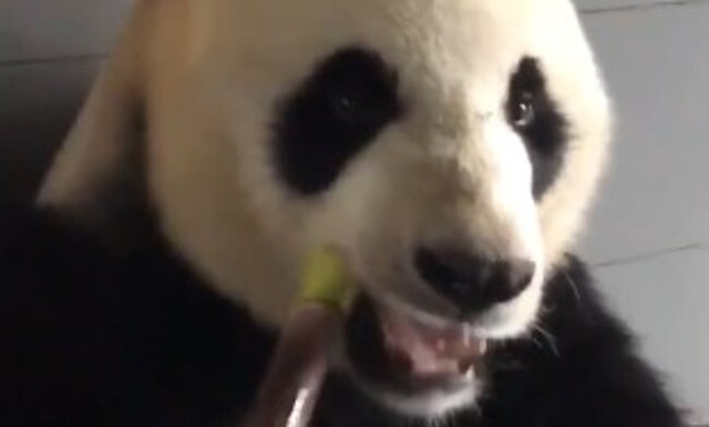 パンダがどうやって笹を食べているのか見たことはありますか？.jpg