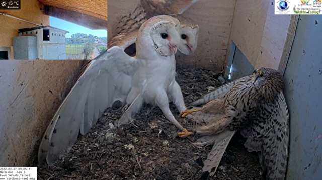 フクロウの巣を襲ったファルコン.png
