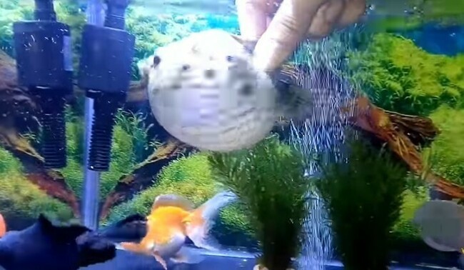 動画 金魚の水槽でパンパンに膨らむ フグ の怒りがカワイイwww ひろぶろ