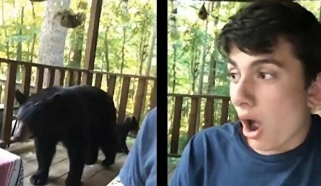 ベランダにクマの親子が遊びに来る.jpg