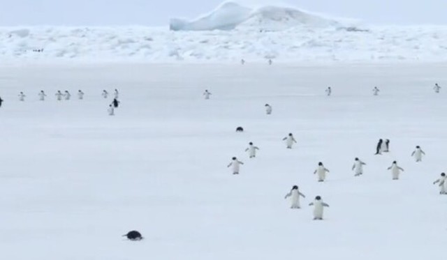 ペンギンの動き５倍速.jpg