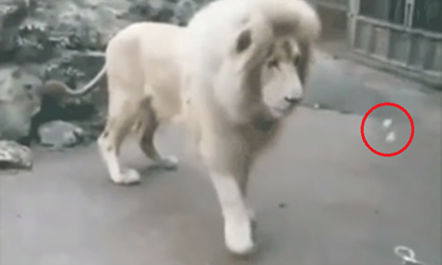 ホワイトライオンがシャボン玉に驚く.png