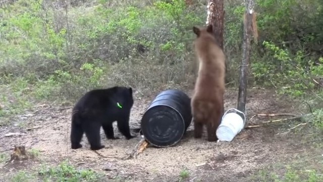 ボウガンによるクマの駆除.jpg