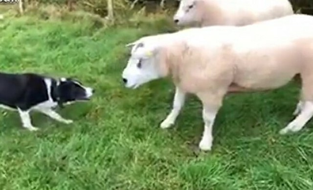 動画 ボーダーコリーと２頭のヒツジがガチ対決 牧羊犬の訓練 ひろぶろ