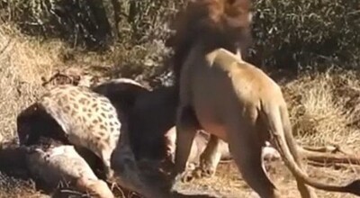ライオンがキリンの腹から子供を出していく.jpg
