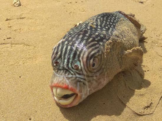 ロシアの海の怪物たち (11).jpg