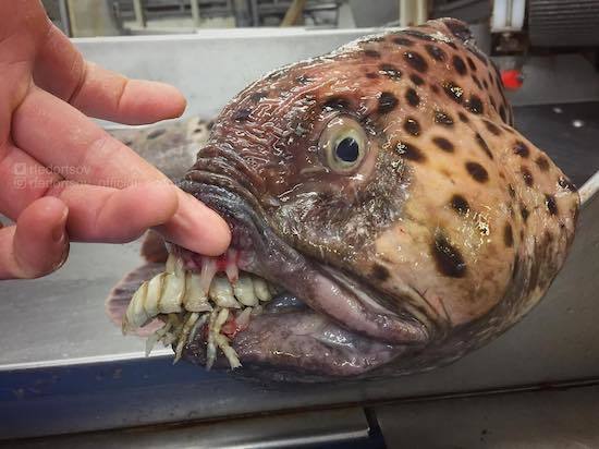 ロシアの海の怪物たち (1).jpg