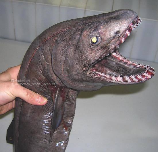 ロシアの海の怪物たち (20).jpg