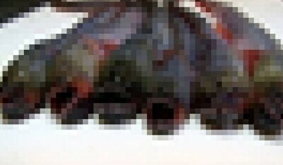 ワラスボ.jpg