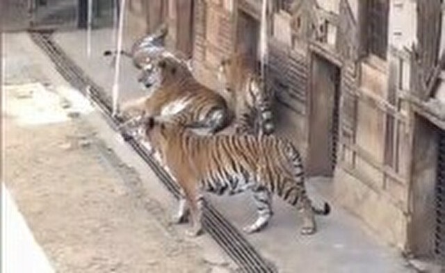 中国の動物園でトラを釣る.jpg