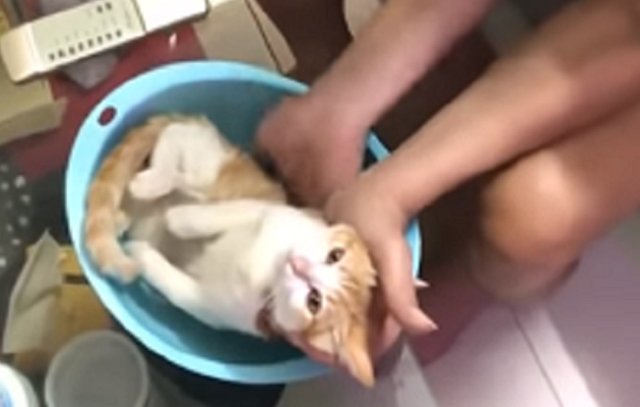 入浴方法を教えるネコ.png