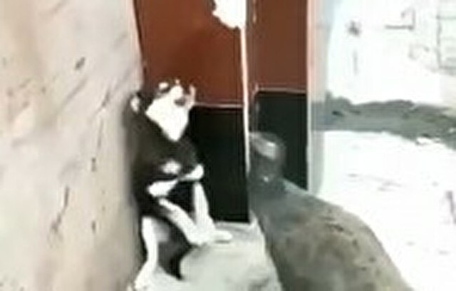 孔雀に制圧される仔犬.jpg