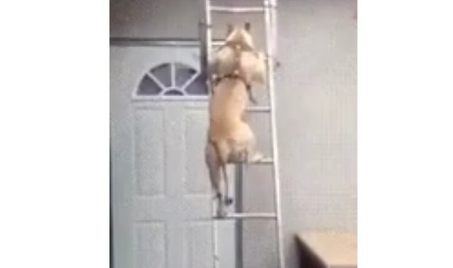 梯子を下りるイヌ.jpg