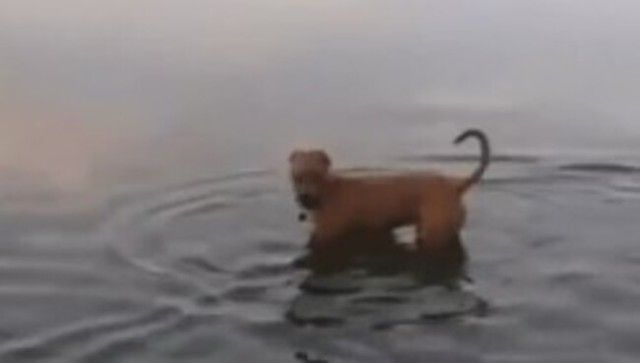 水の中の何かにビビるイヌ.jpg