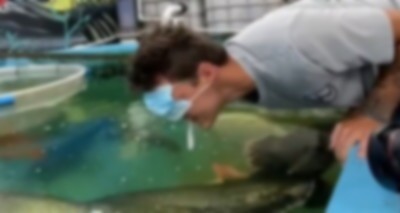 水族館で巨大魚に顔を近づけたDQN、次の瞬間…！！.jpg