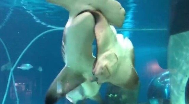 水族館のサメがエイを食べる.jpg