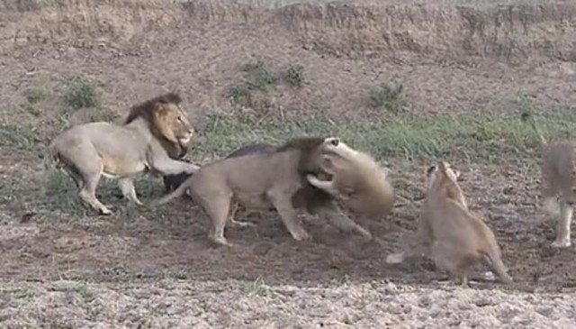 水牛を食べようとするライオンの群れ、突然喧嘩.jpg