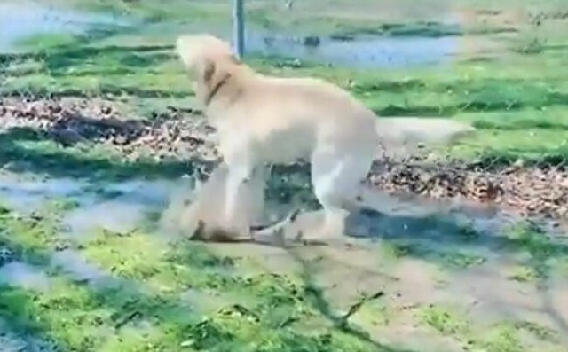 泥の水たまりに入って もう たまんないｗｗw 状態のワンコ ひろぶろ