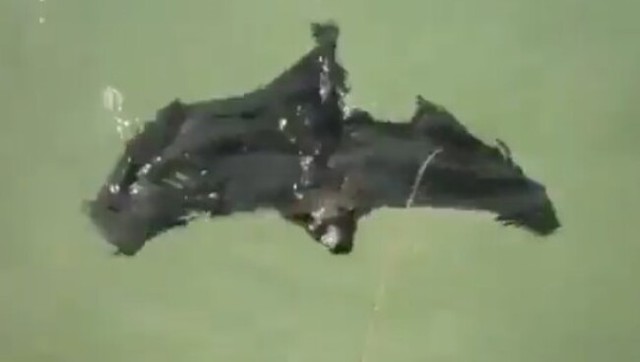 泳ぐコウモリ.jpg