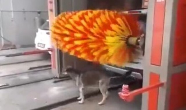 洗車場で体を洗う犬.jpg